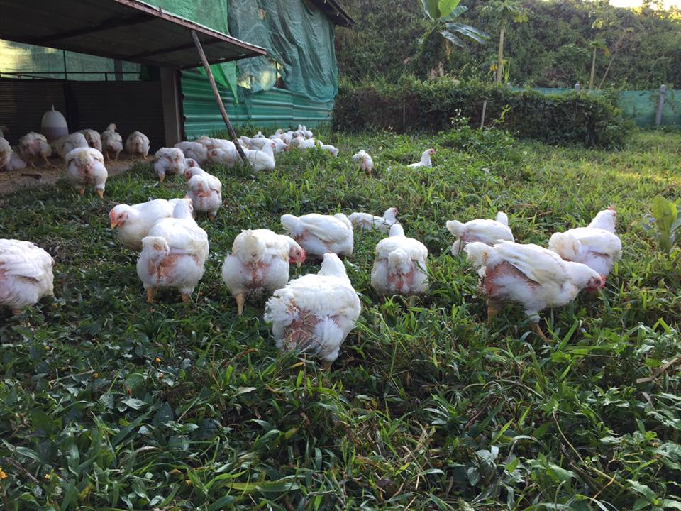free range chickens eat grass on Sirin Farm in Chiang Rai Thailand