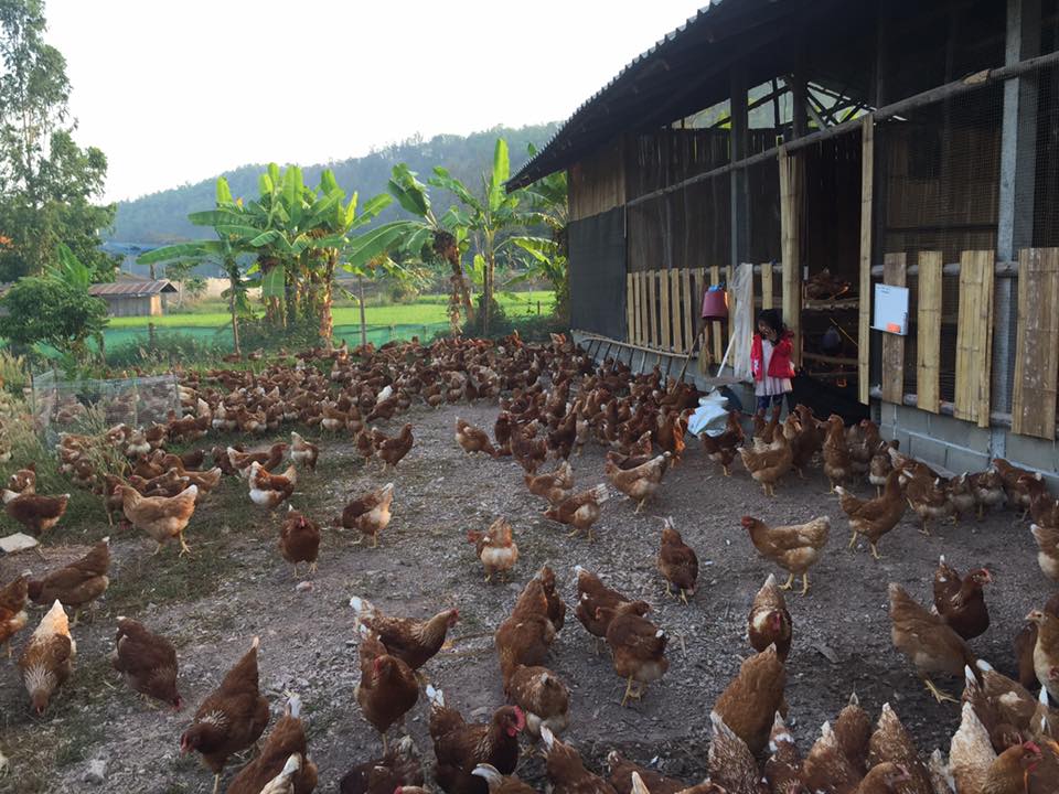 Free range chickens forage outdoors on Sirin Farm in Chiang Rai Thailand