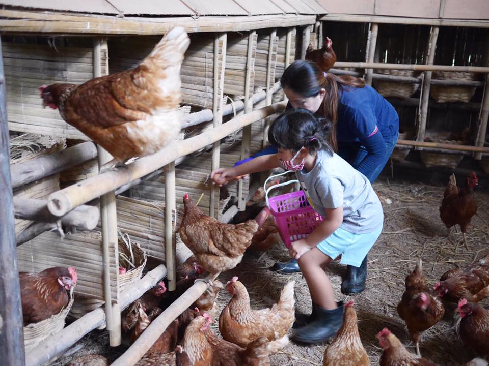 young girl handpicks organic eggs at Sirin Farm in Chiang Rai Thailand