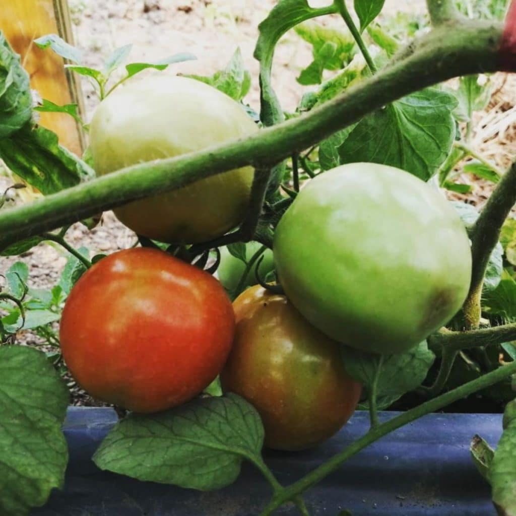 organic tomatoes growing on the vine at Sirin Farm in Chiang Rai Thailand