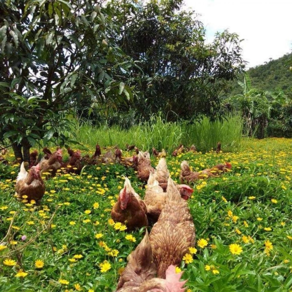 free range chickens on Sirin Farm in Chiang Rai Thailand