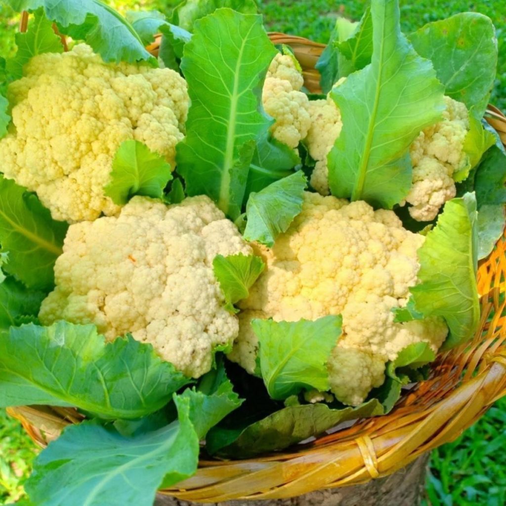 organic cauliflower in a basket on Sirin Farm in Chiang Rai Thailand